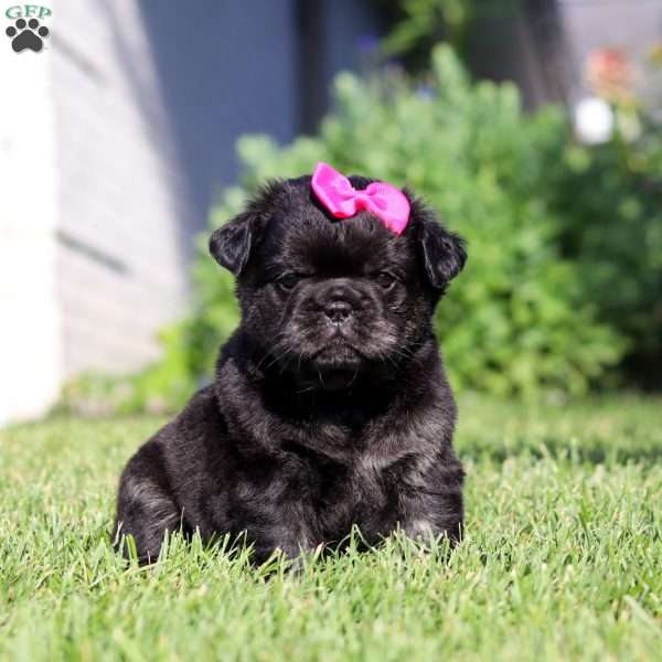 Amy, French Bulldog Puppy